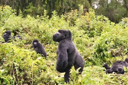 Gorilla Tracking in Volcanoes National Park -Rwanda