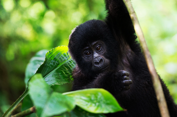 gorilla-and-chimpanzee-trekking