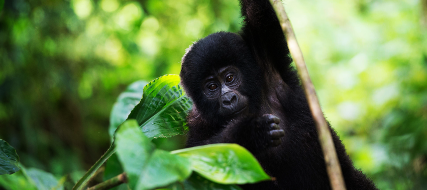 gorilla-and-chimpanzee-trekking