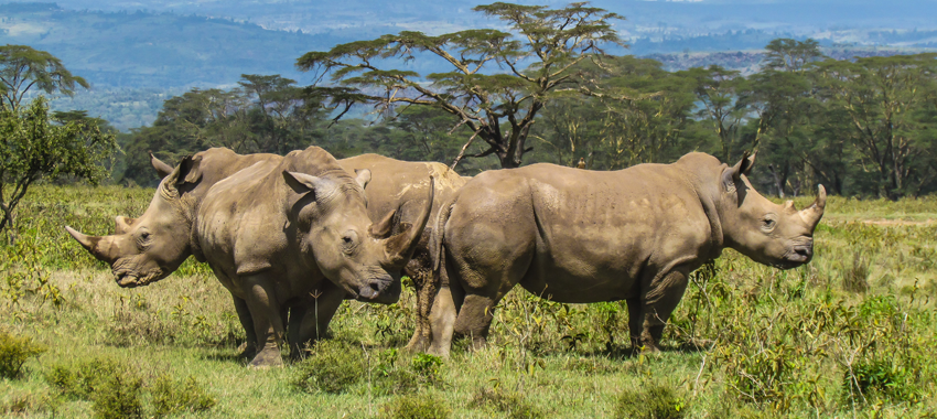 in-the-brink-of-extinction-kenya-safari