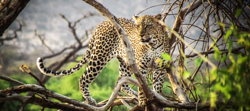 splendid-kenya-wildlife-safari
