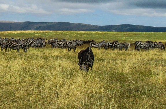 wildebeest-migration-safari