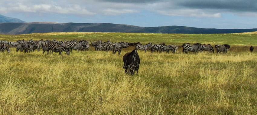 wildebeest-migration-safari