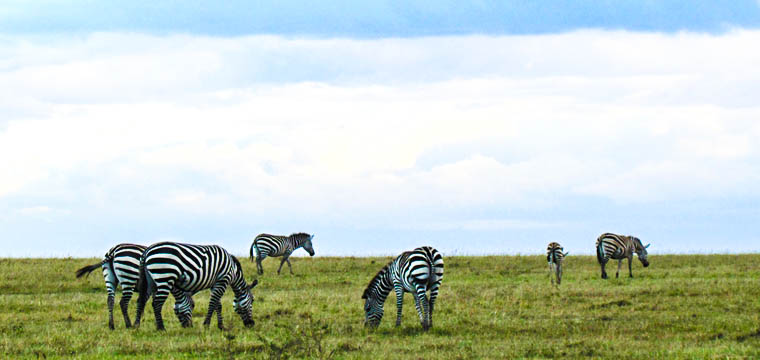 A gamedrive in the Serengeti National Park