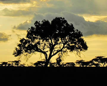 A lovely Sunset in the Serengeti