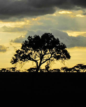 A lovely Sunset in the Serengeti