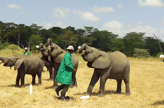 An image of baby elephants being fed. in a conservancy