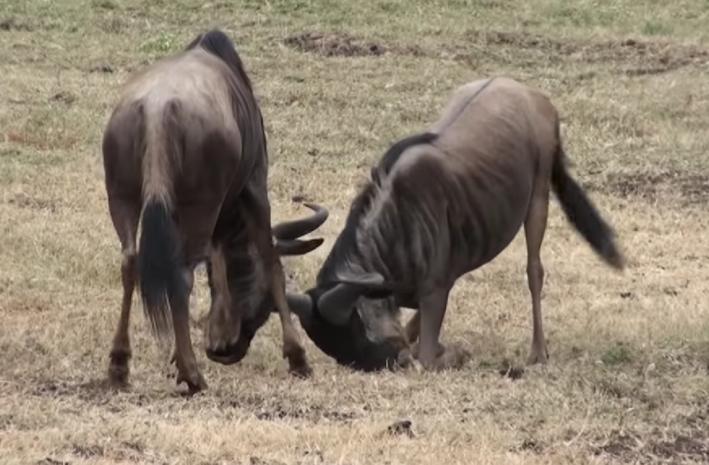 An image of Wildebeests dueling in the Mara