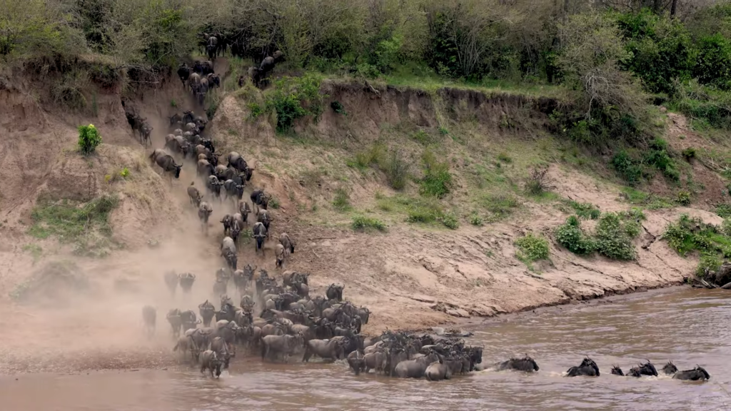 The large of wildebeest crossing the river