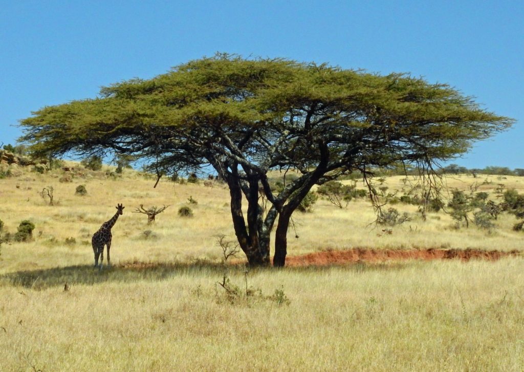 An image of a giraffe under the shade of an acacia tree