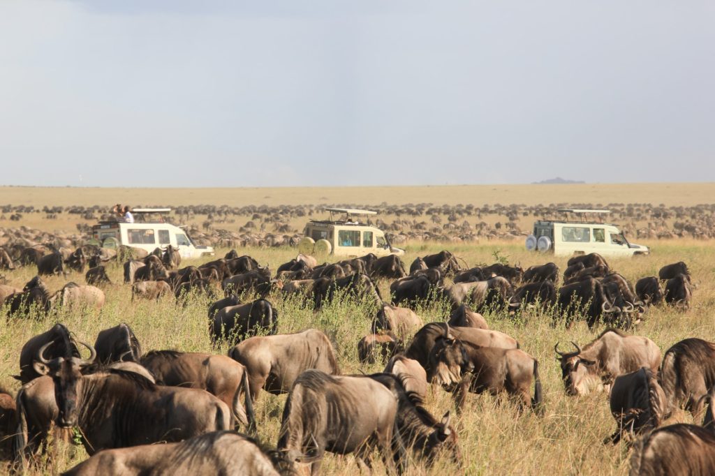 An image of tourists viewing a herd of wildebeests grazing
