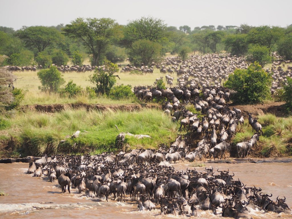 wildebeests wading across a river 