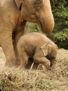 an image of an elephant and a calf. 