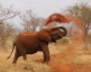 Are Elephants in Kenya Extinct?