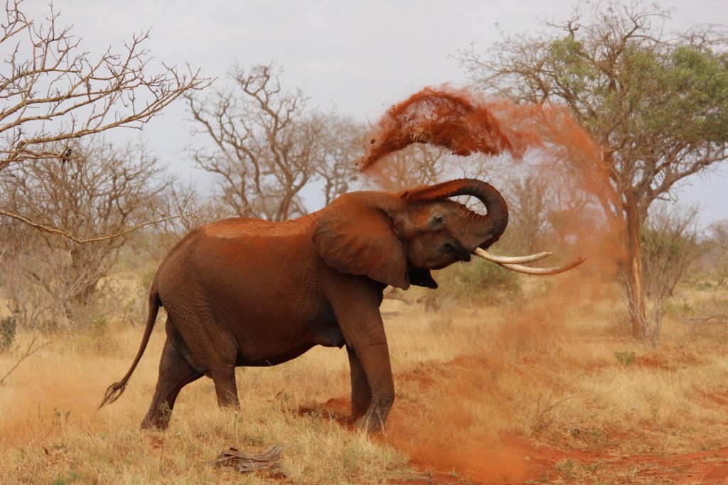 An image of an elephant in the savanna throwing sand on itself. 