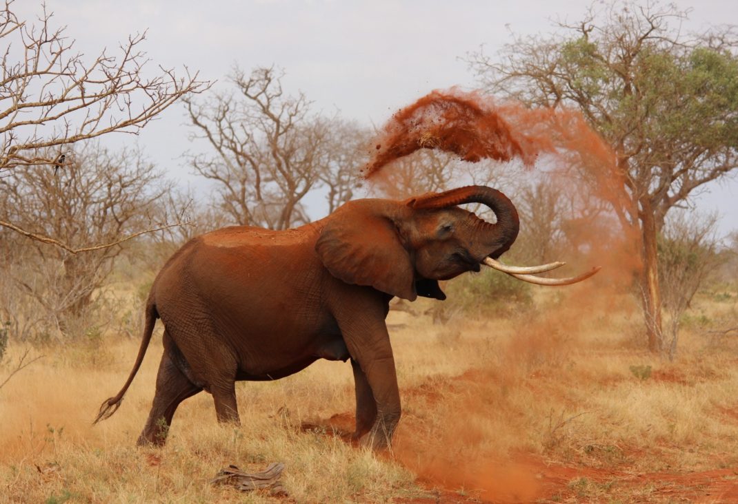 An image of an elephant in the savanna throwing sand on itself.