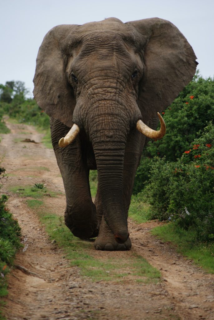 An image of an African elephant walking majestically on a park path