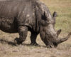 White vs. black rhinos