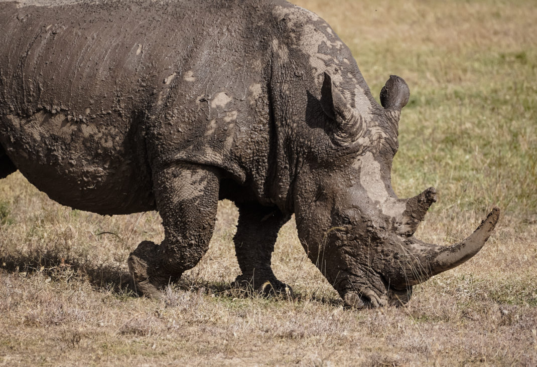 An image of a white rhino covered in mud