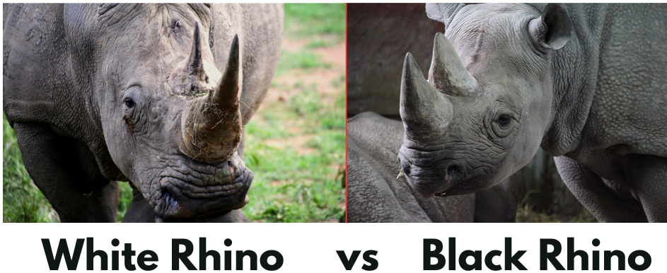 An image of a white and black rhino comparing mouth shape