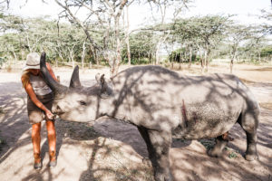 An image of a lady feeding a rhino at the Ol Pejeta Conservancy - CaptureKenya.com