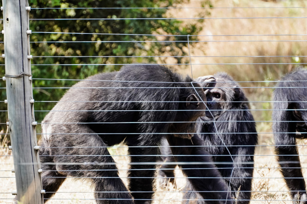 A picture of chimpanzee at the Sweetwaters Chimpanzee Sanctuary - Capturekenya.com