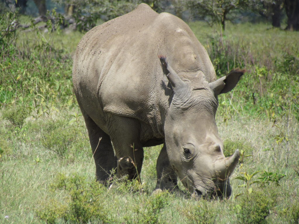 an image of a southern white rhino 