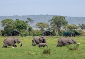 A picture of little governors camp with elephants passing by - Capturekenya.com